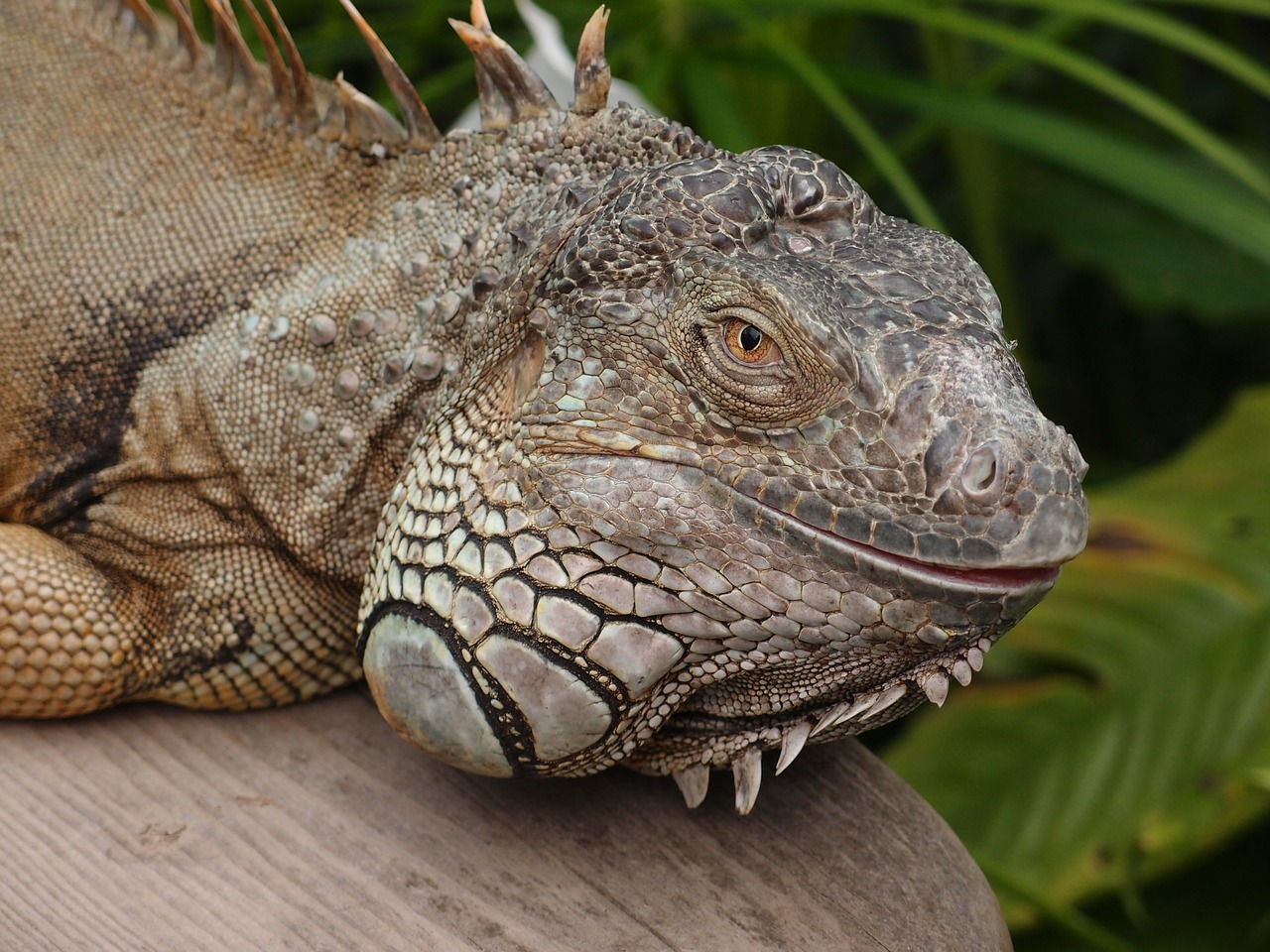 lizard dragon iguana free photo