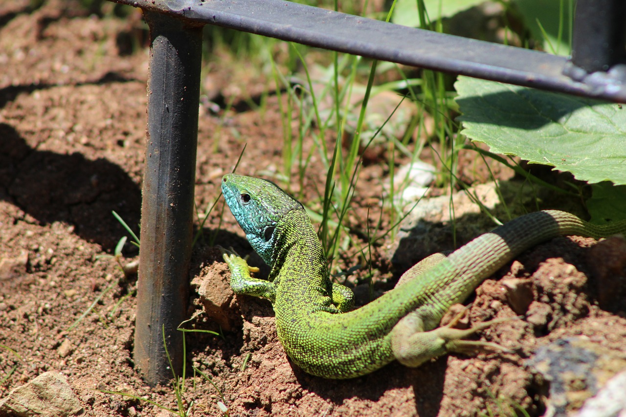 lizard reptilian green free photo