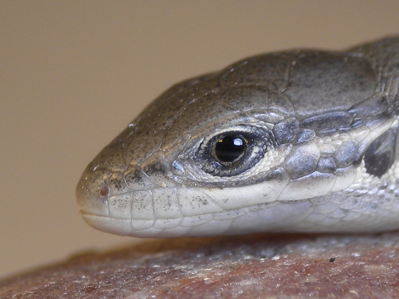 lizard insect macro free photo