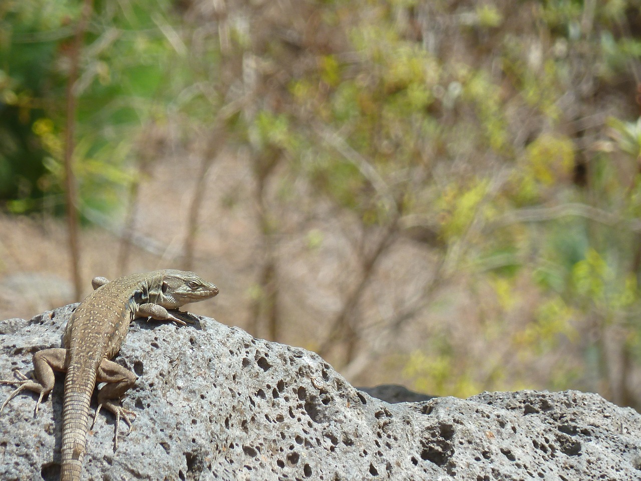 lizard mount teide tenerife free photo