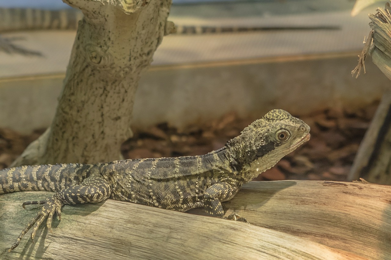 lizard gecko gekko free photo