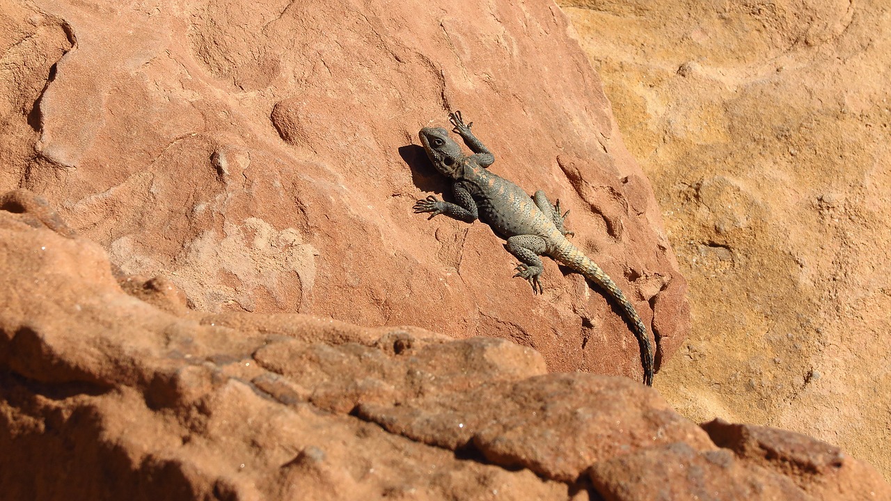 lizard desert sandstone free photo