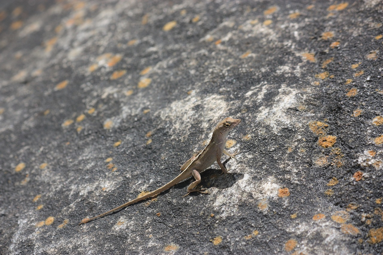 lizard reptile animal free photo