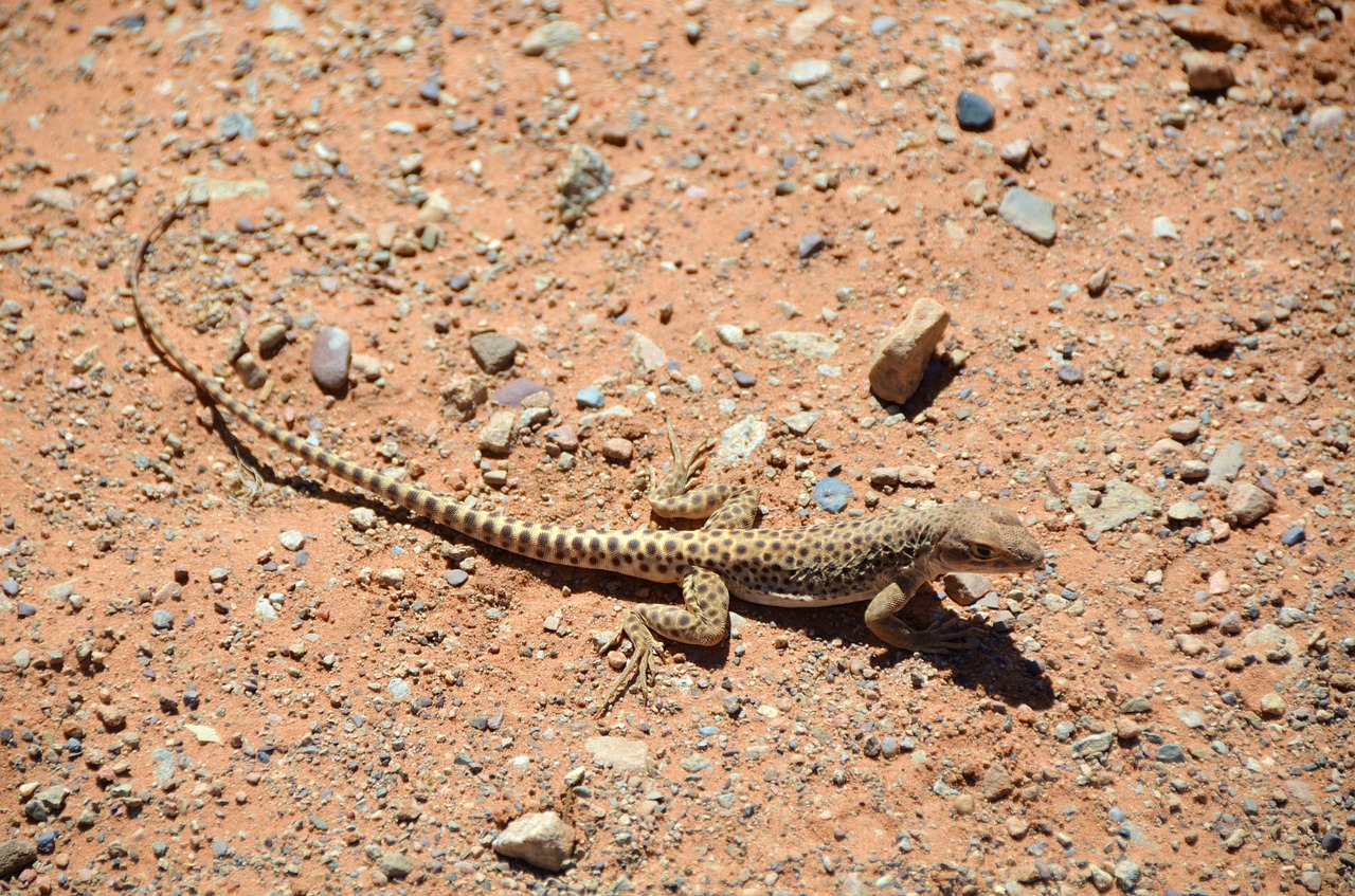 lizard desert utah free photo