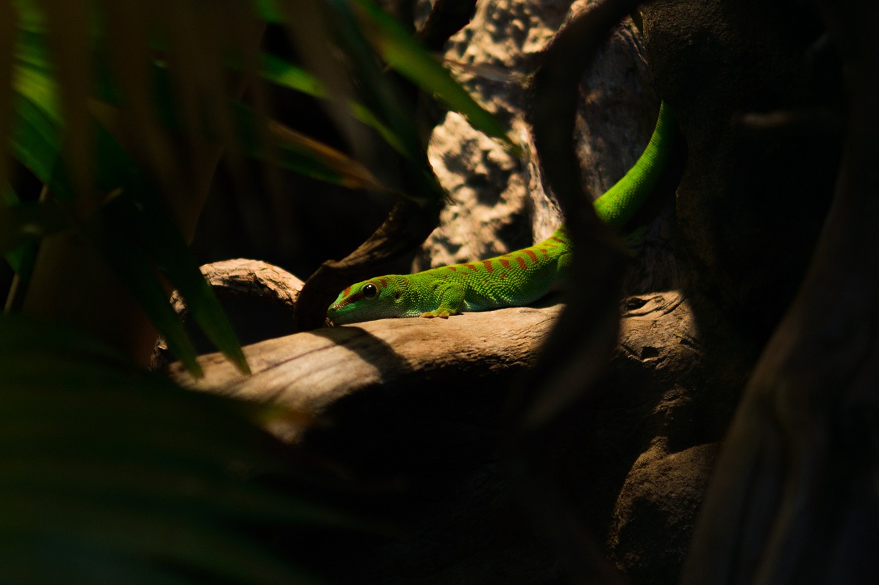 lizard green tropical free photo