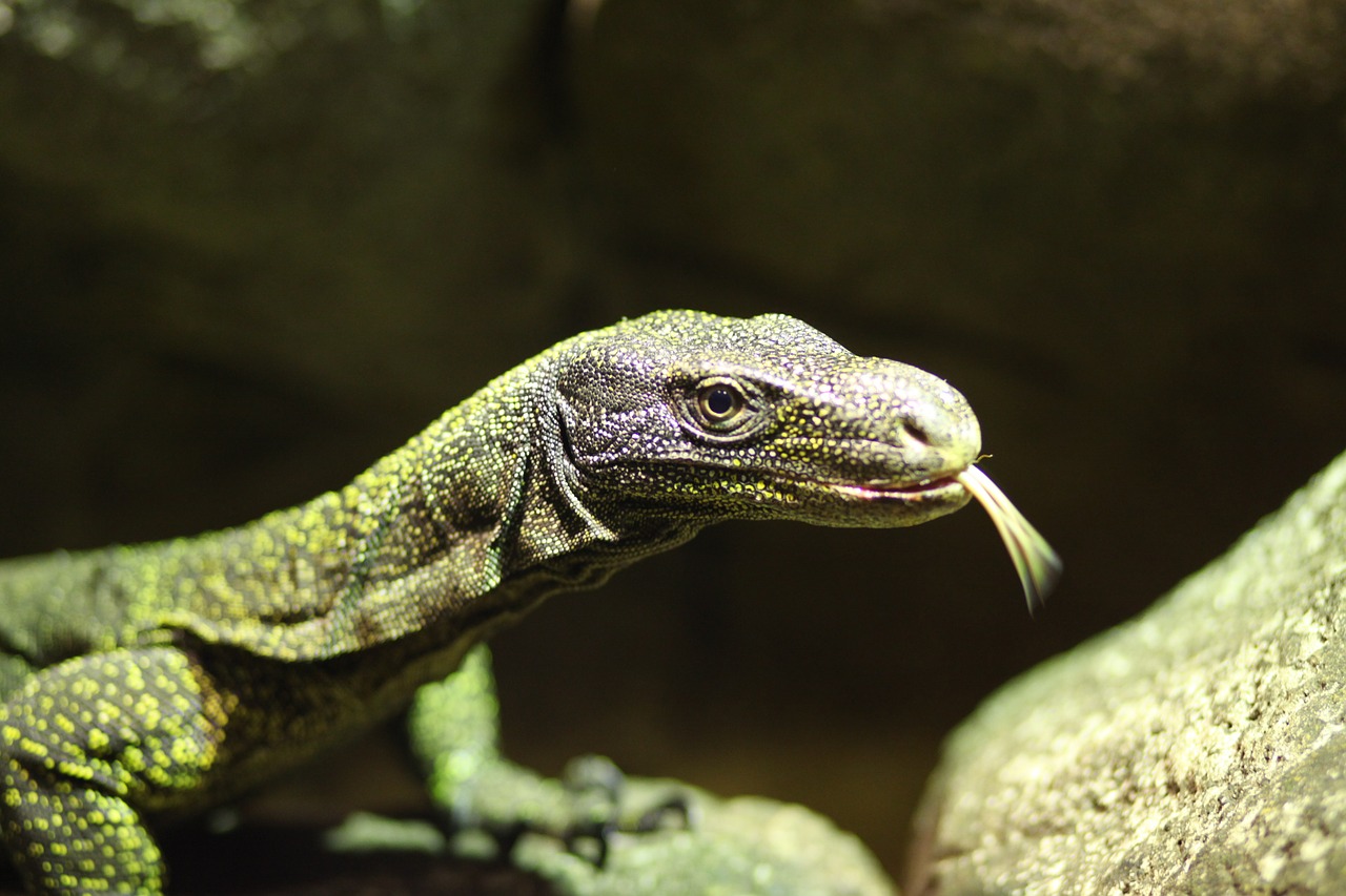 lizard animal animal world free photo