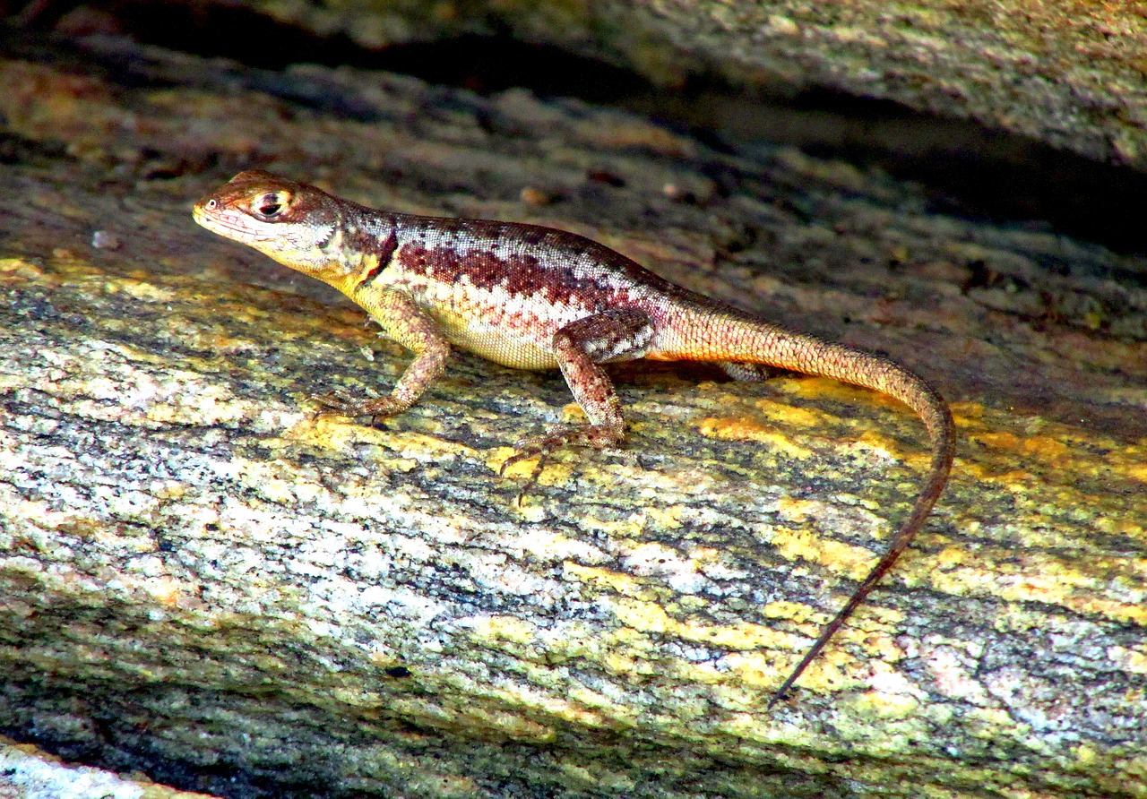 lizard animal nature free photo