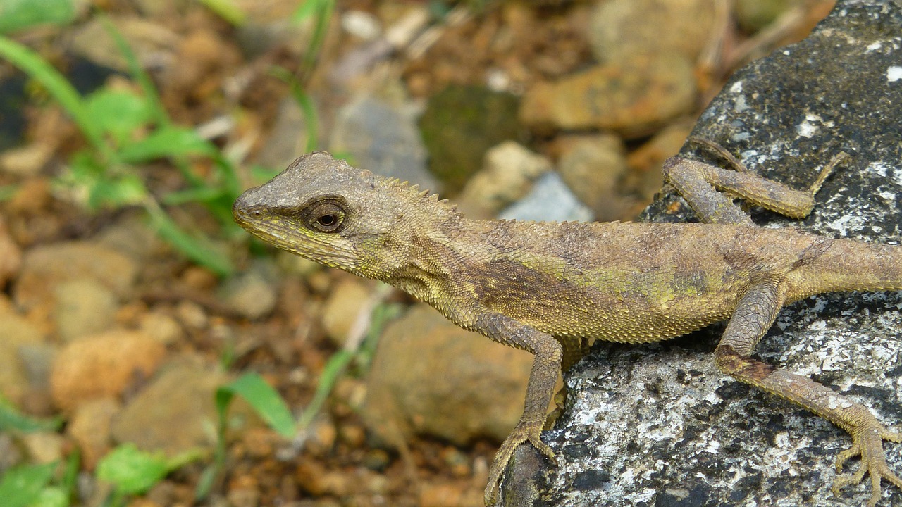 lizard reptile taiwan free photo