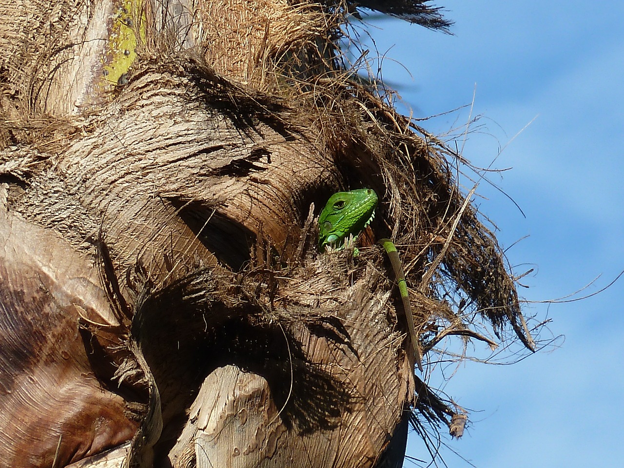 lizard reptile green free photo