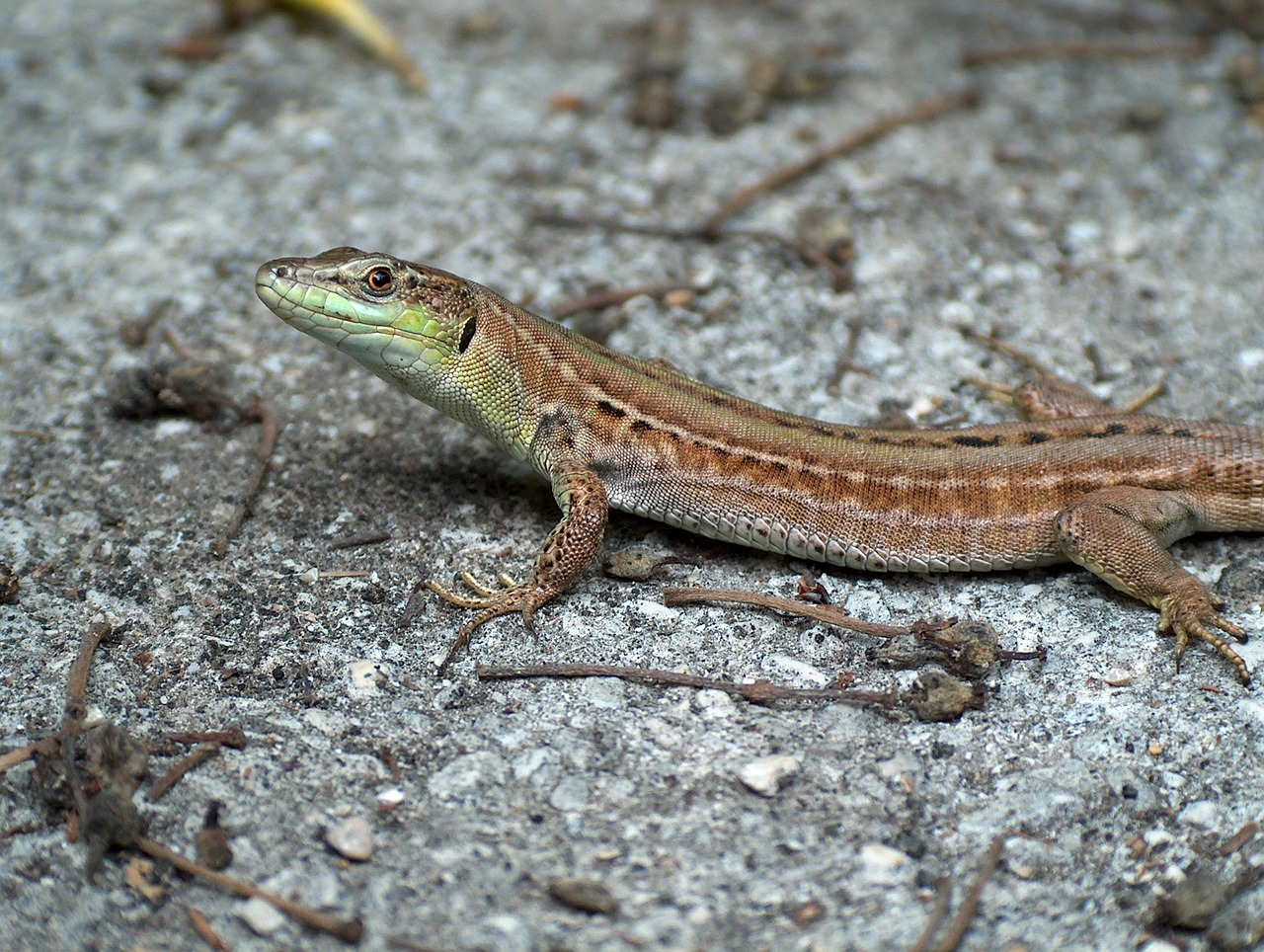 lizard animal nature free photo