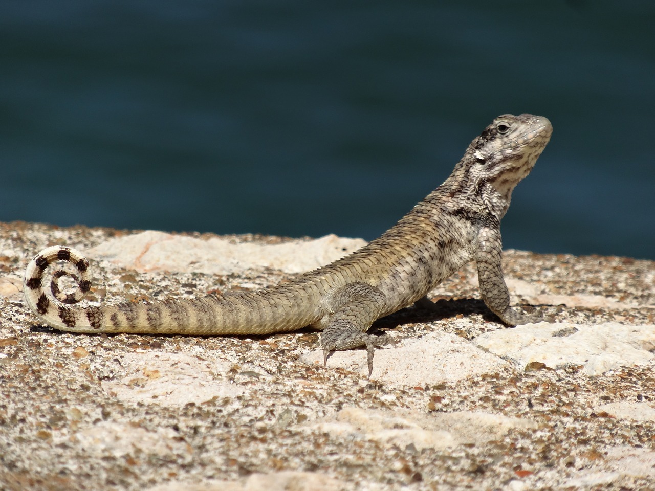 lizard reptile grey free photo