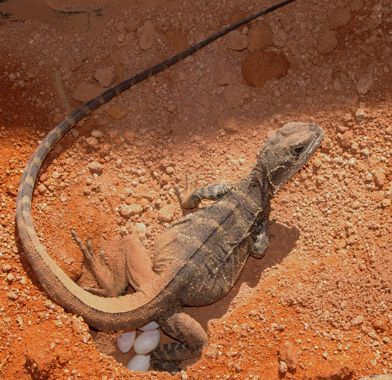 lizard animal reptile free photo