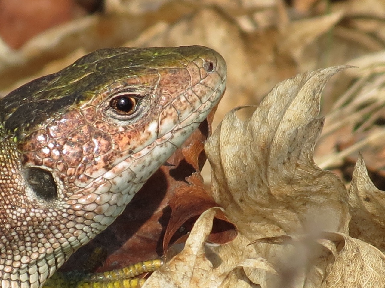 lizard green reptile free photo