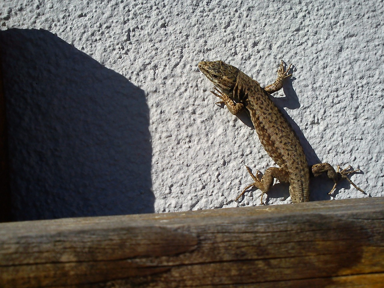 lizard hauswand sun free photo