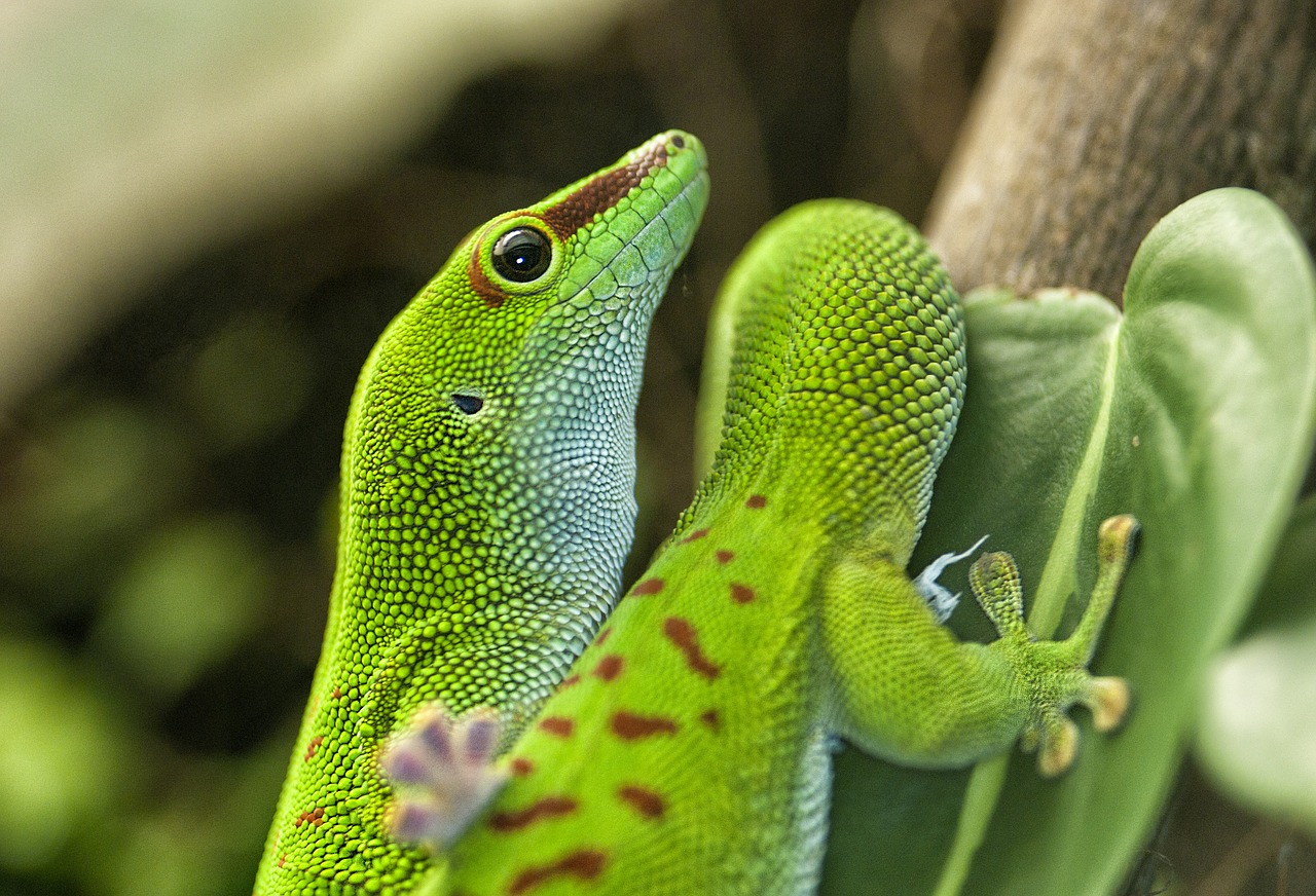 lizard green reptile free photo