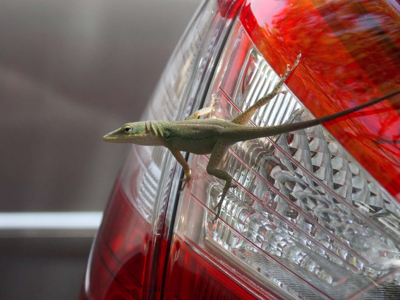 lizard animal green free photo