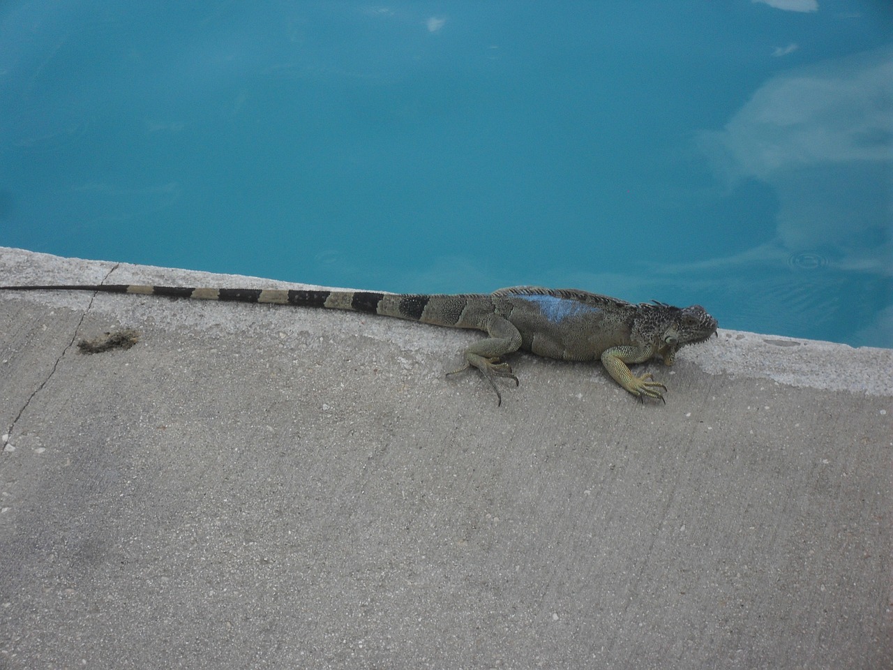 lizard gecko animal free photo