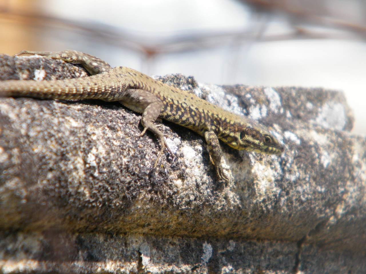 lizard nature animals free photo