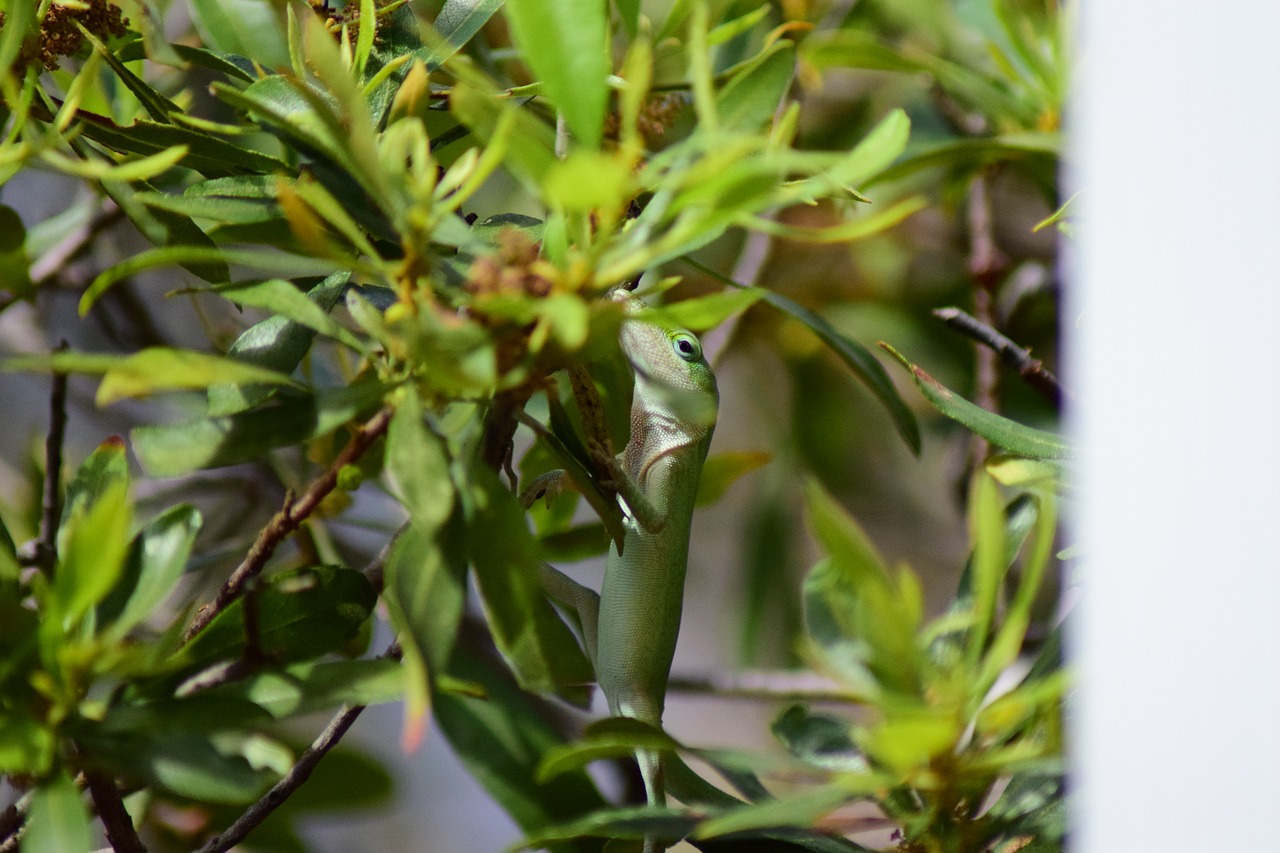 lizard reptile nature free photo