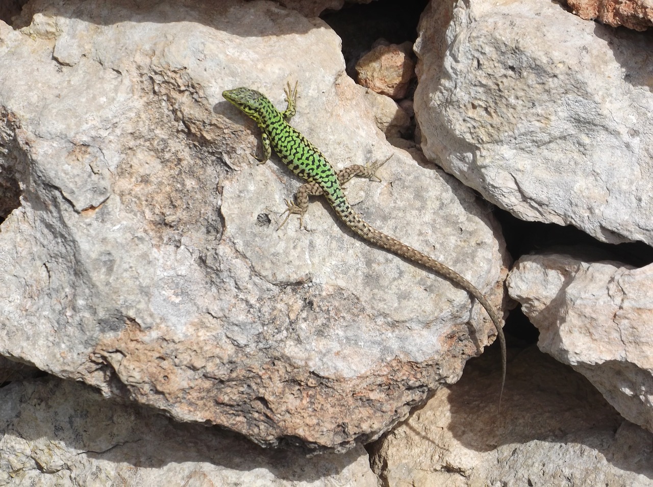 lizard nature reptile free photo