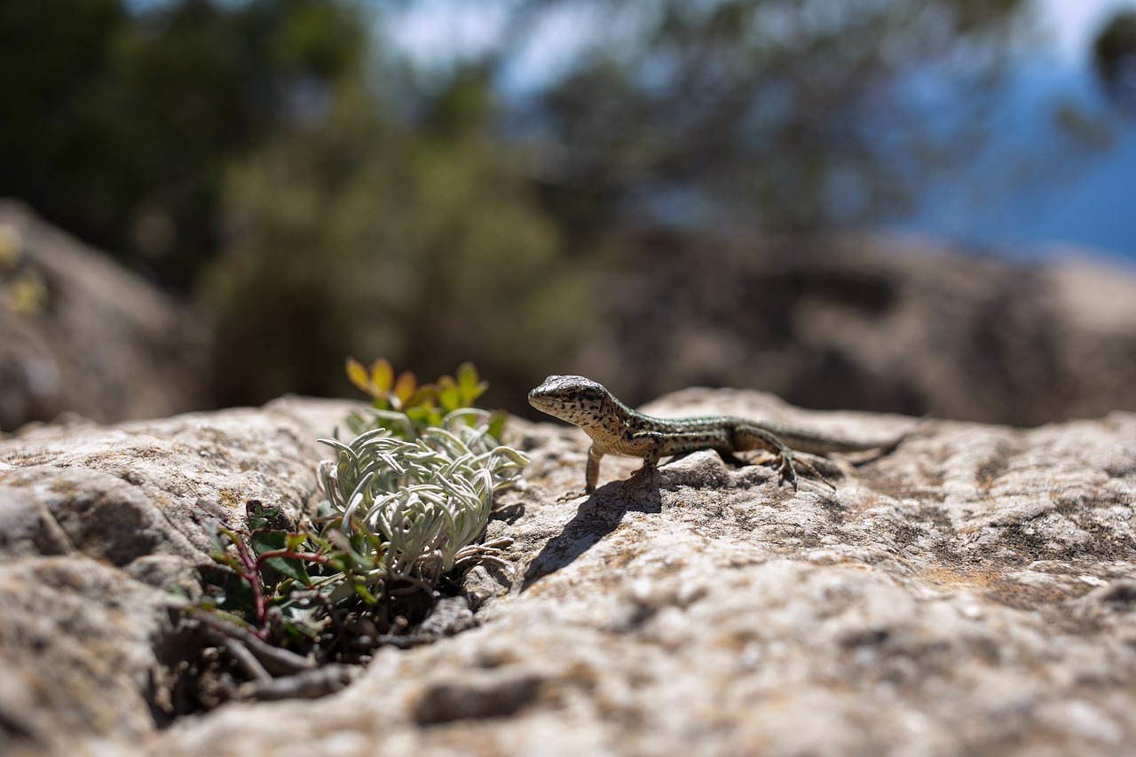 lizard animal wildlife free photo