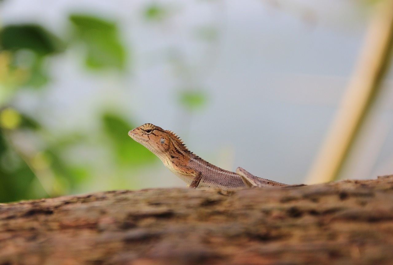 lizard nature animals free photo