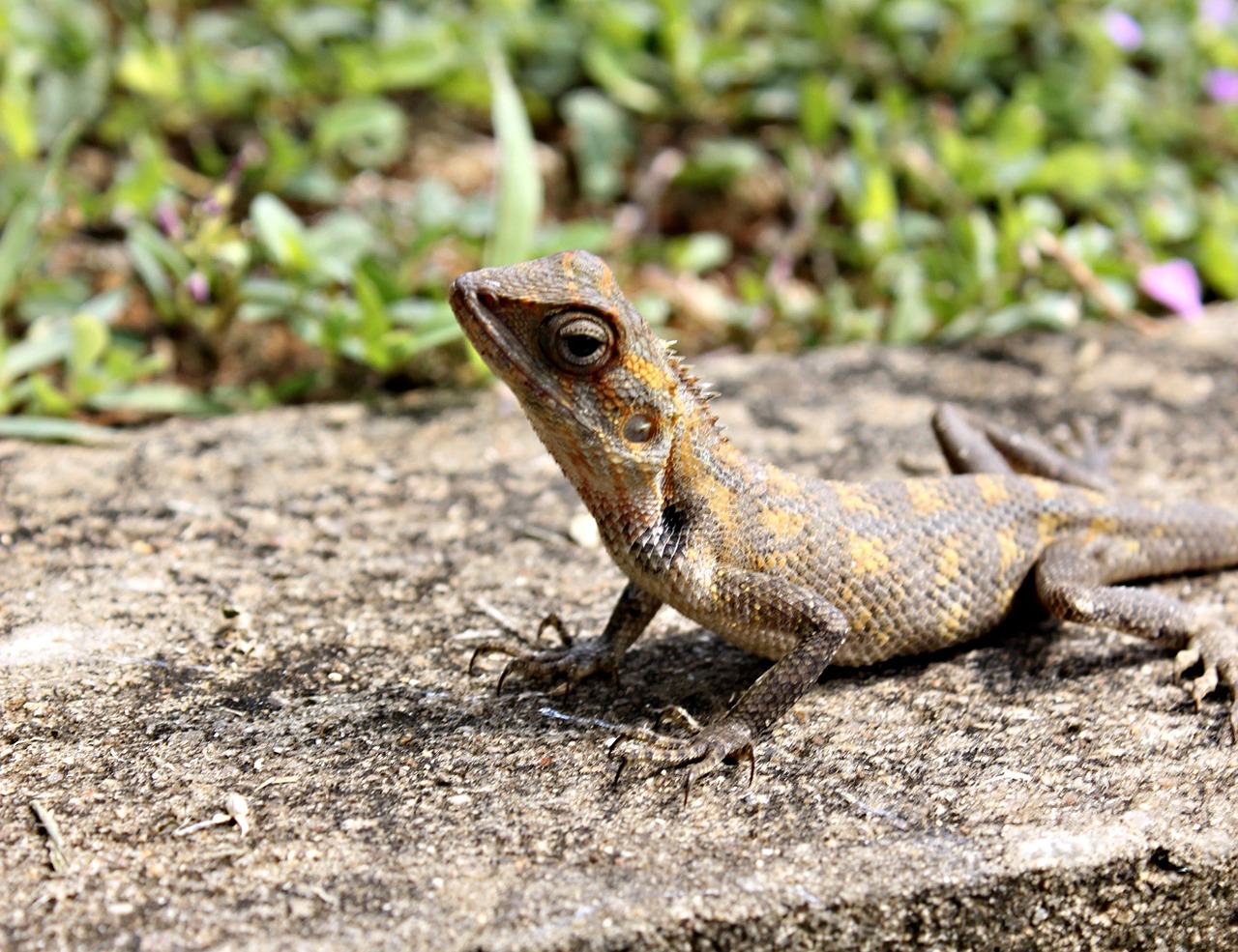 lizard scales reptile free photo