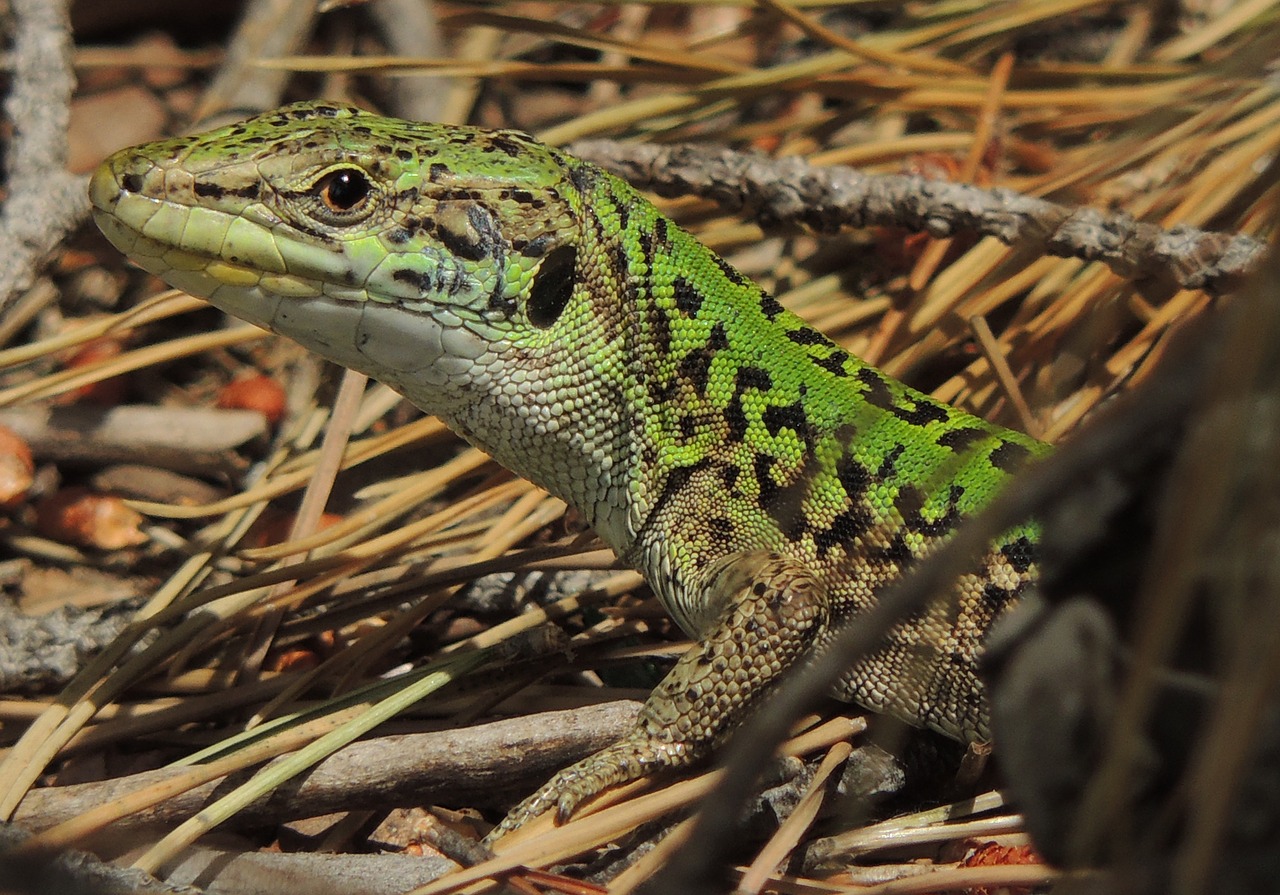 lizard sauri reptile free photo