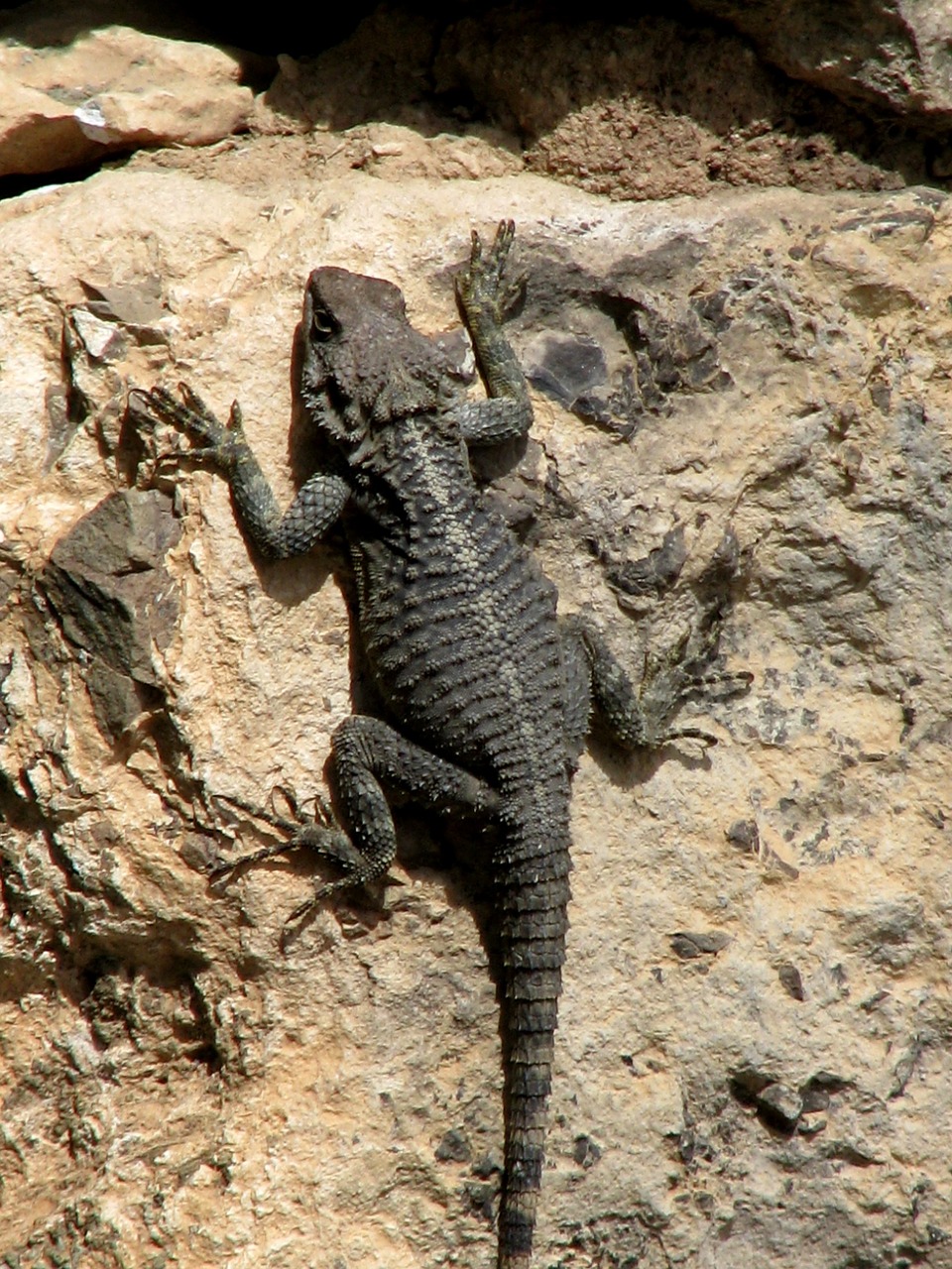 lizard cyprus reptile free photo