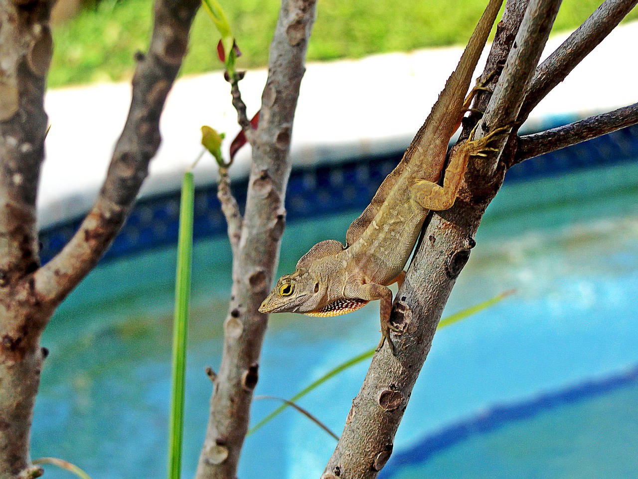 lizard nature animal free photo