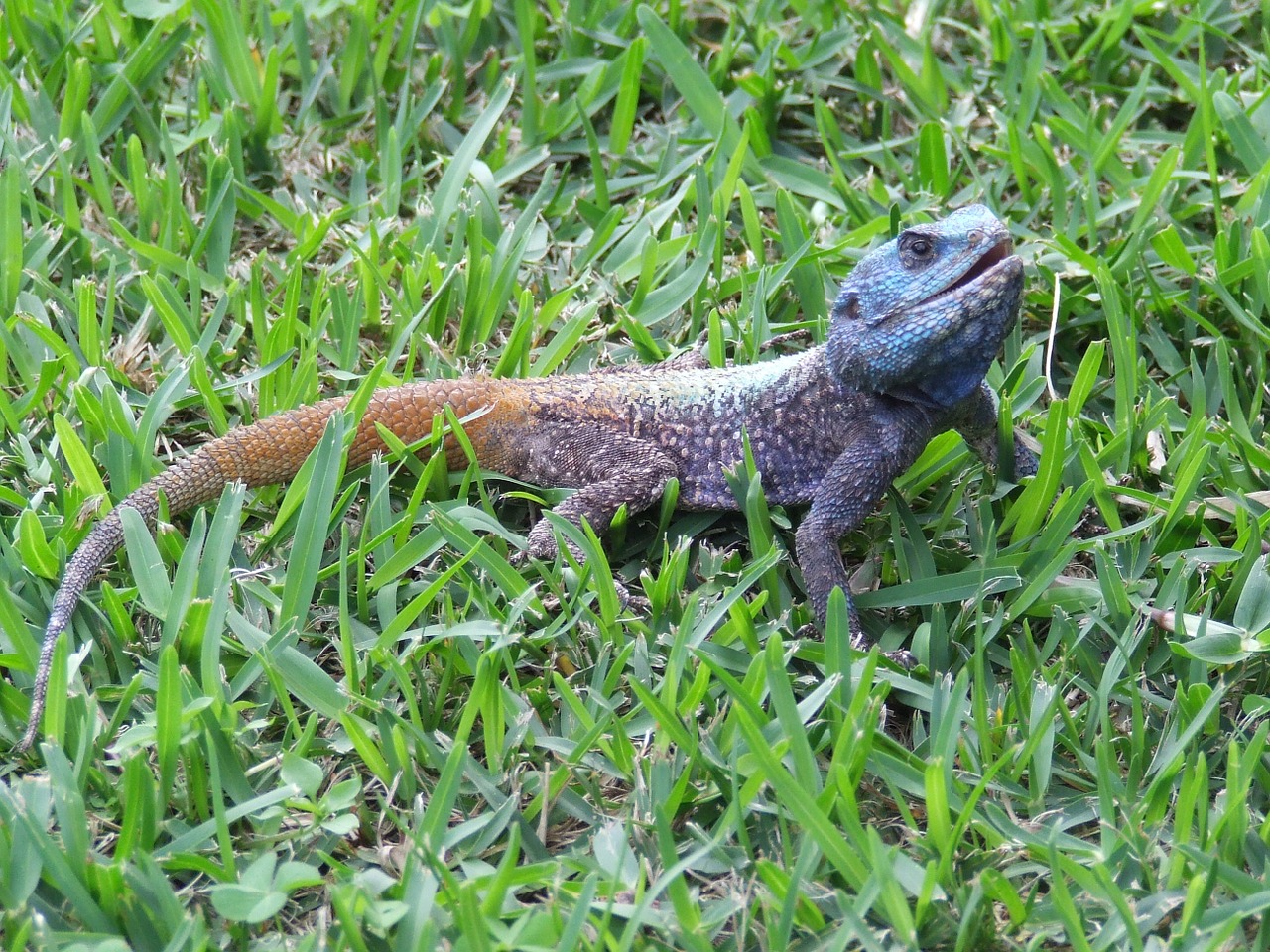 lizard nature animal free photo