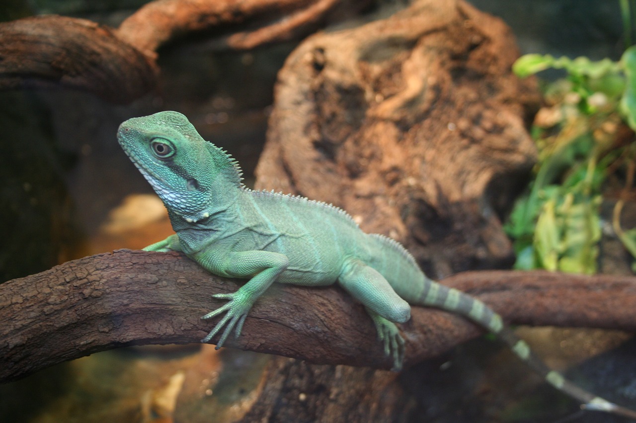 lizard reptile bearded dragon free photo