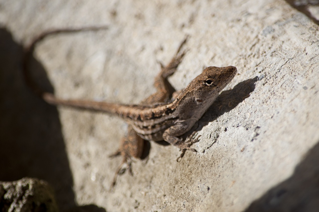 lizard reptile anole free photo