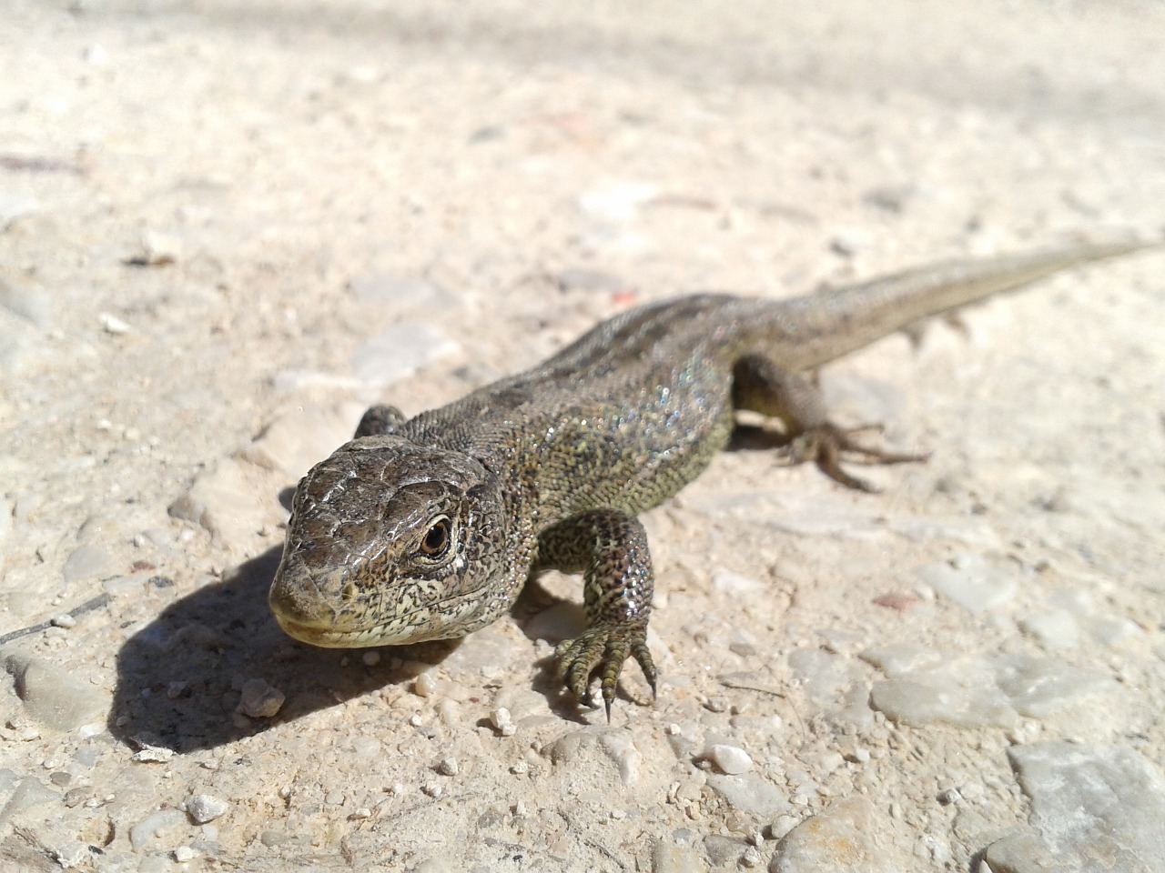 lizard nature reptile free photo