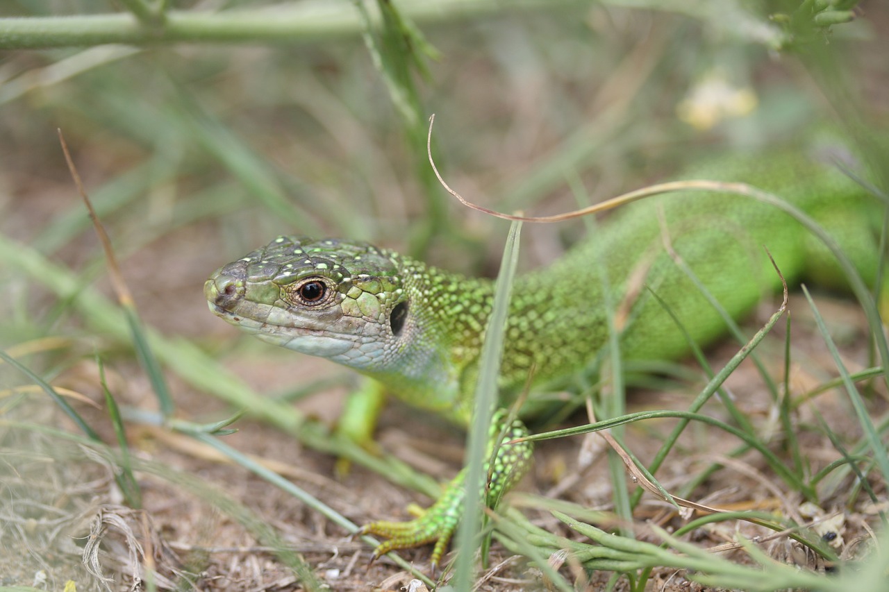 lizard green reptile free photo