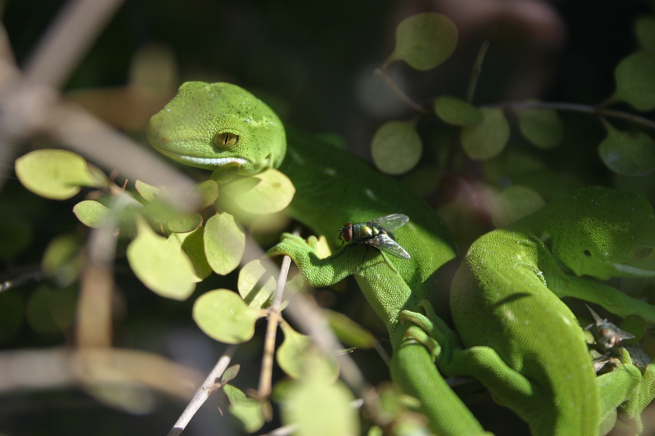 lizard insect reptile free photo