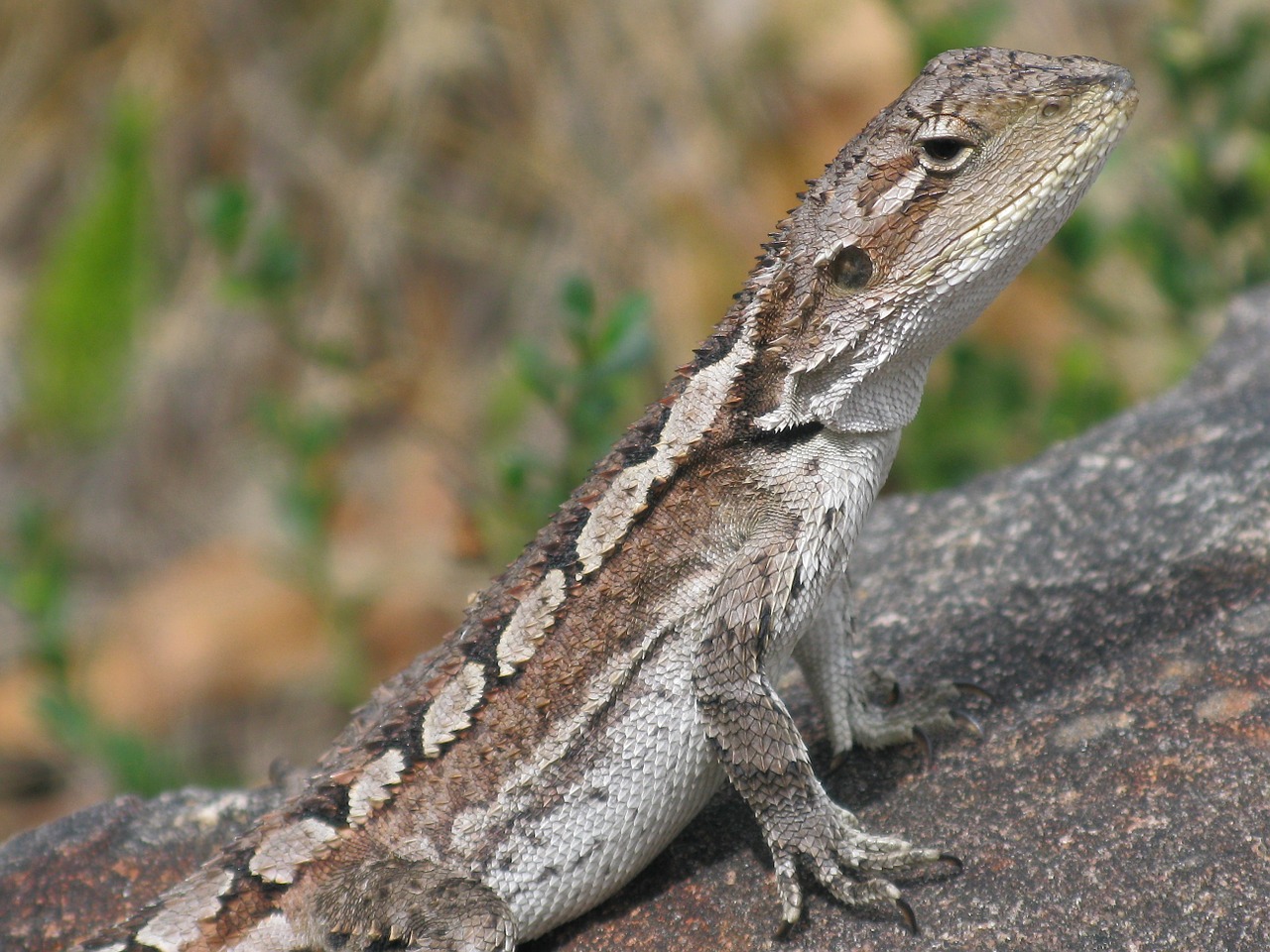 lizard australia fauna free photo