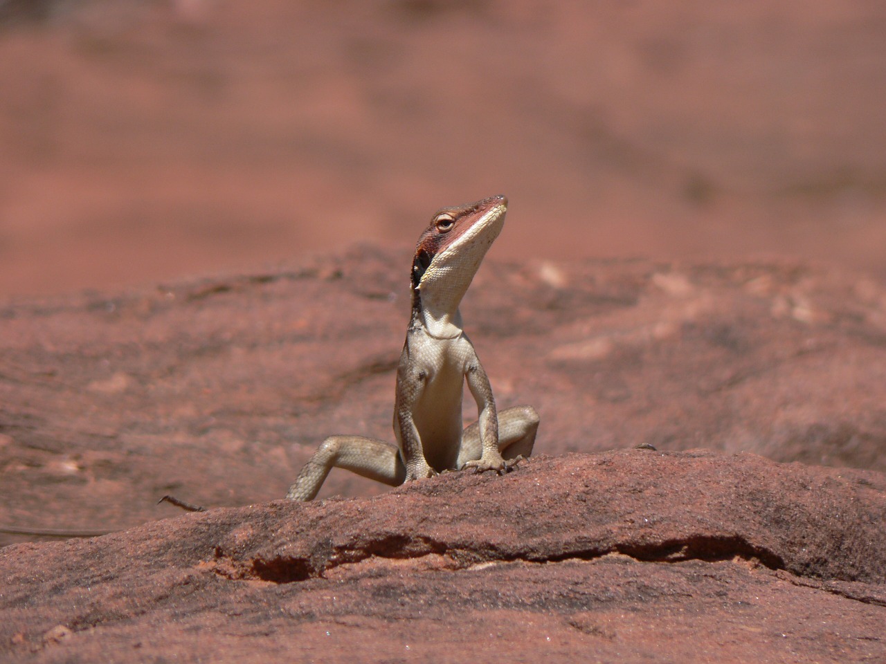 lizard desert reptile free photo