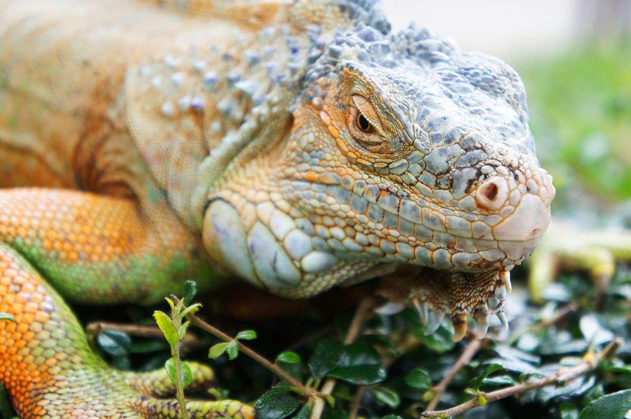 lizard animal wildlife free photo