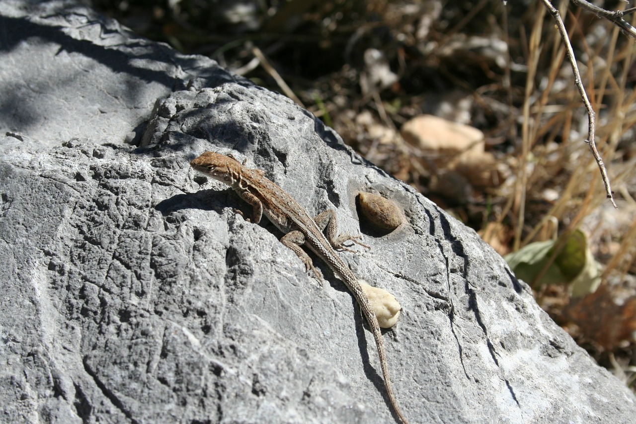 lizard stone reptile free photo