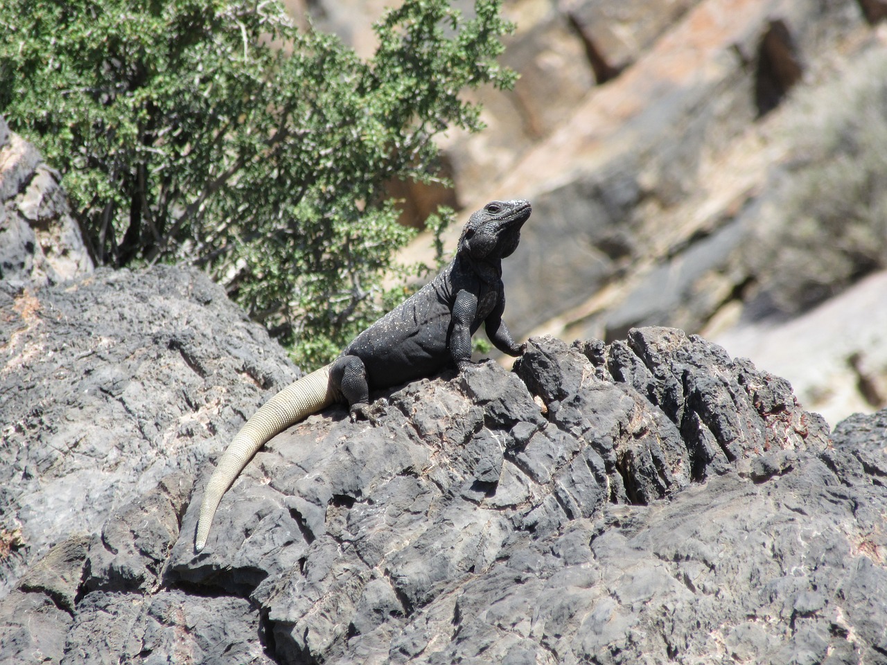 lizard desert nevada free photo