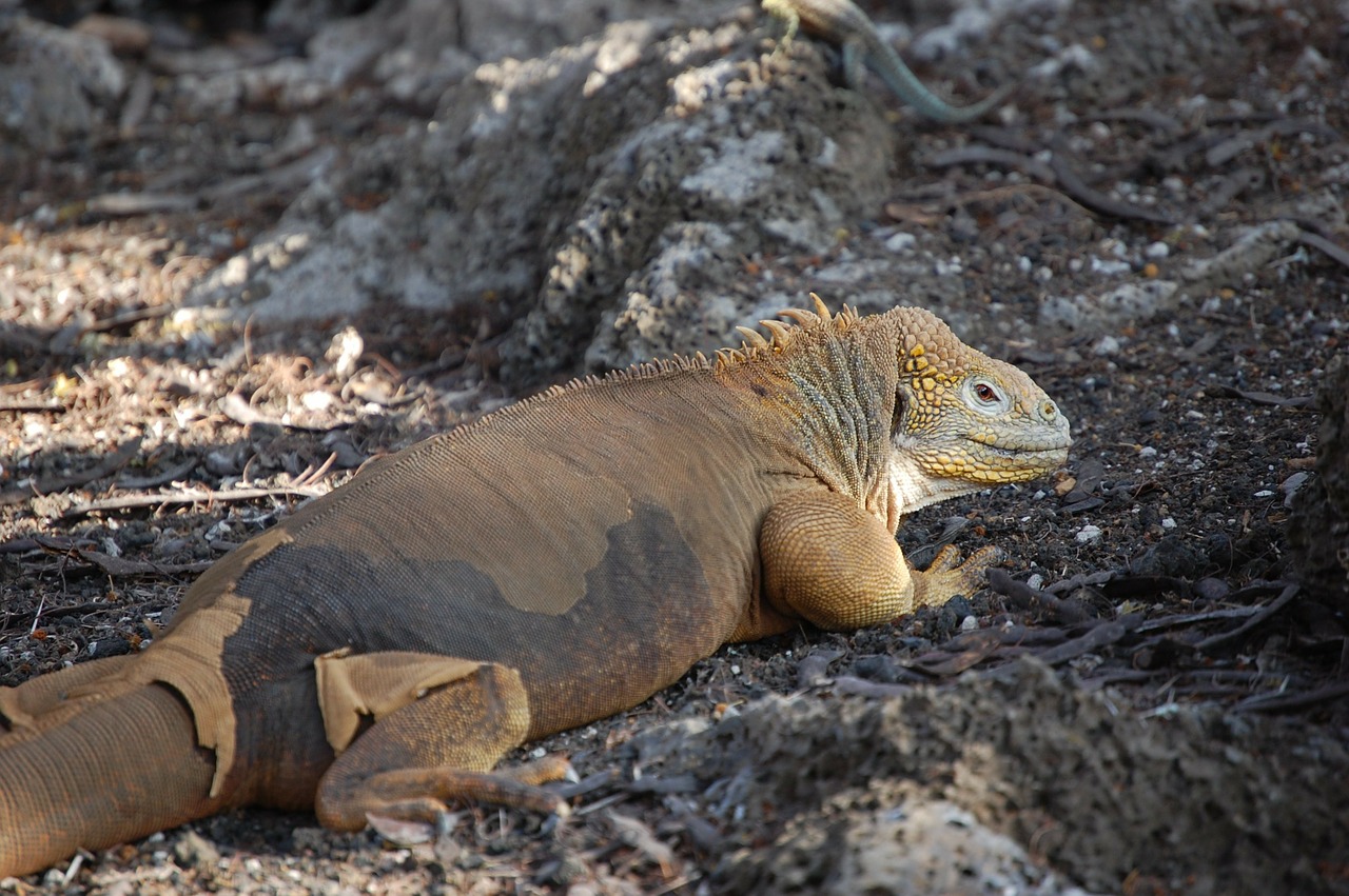 lizard reptile nature free photo