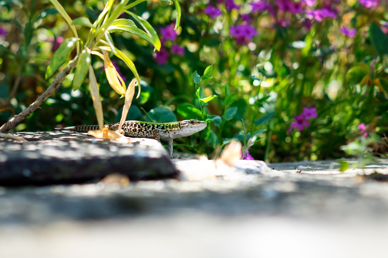 lizard stare animal free photo