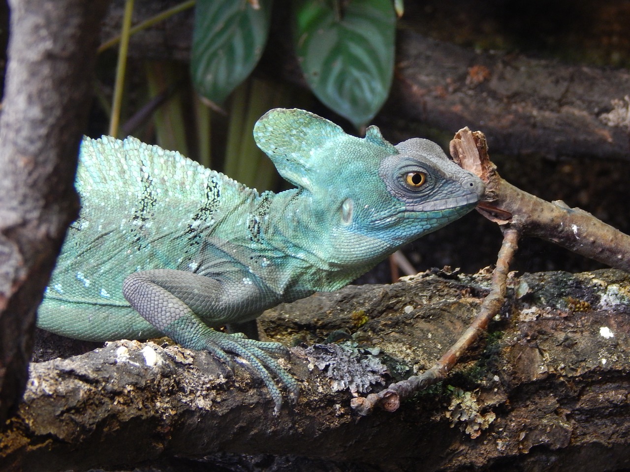 lizard zoo deep free photo