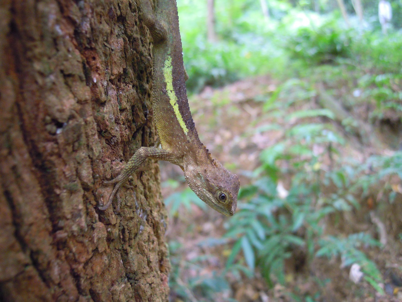 lizard japalura dragon lizard free photo