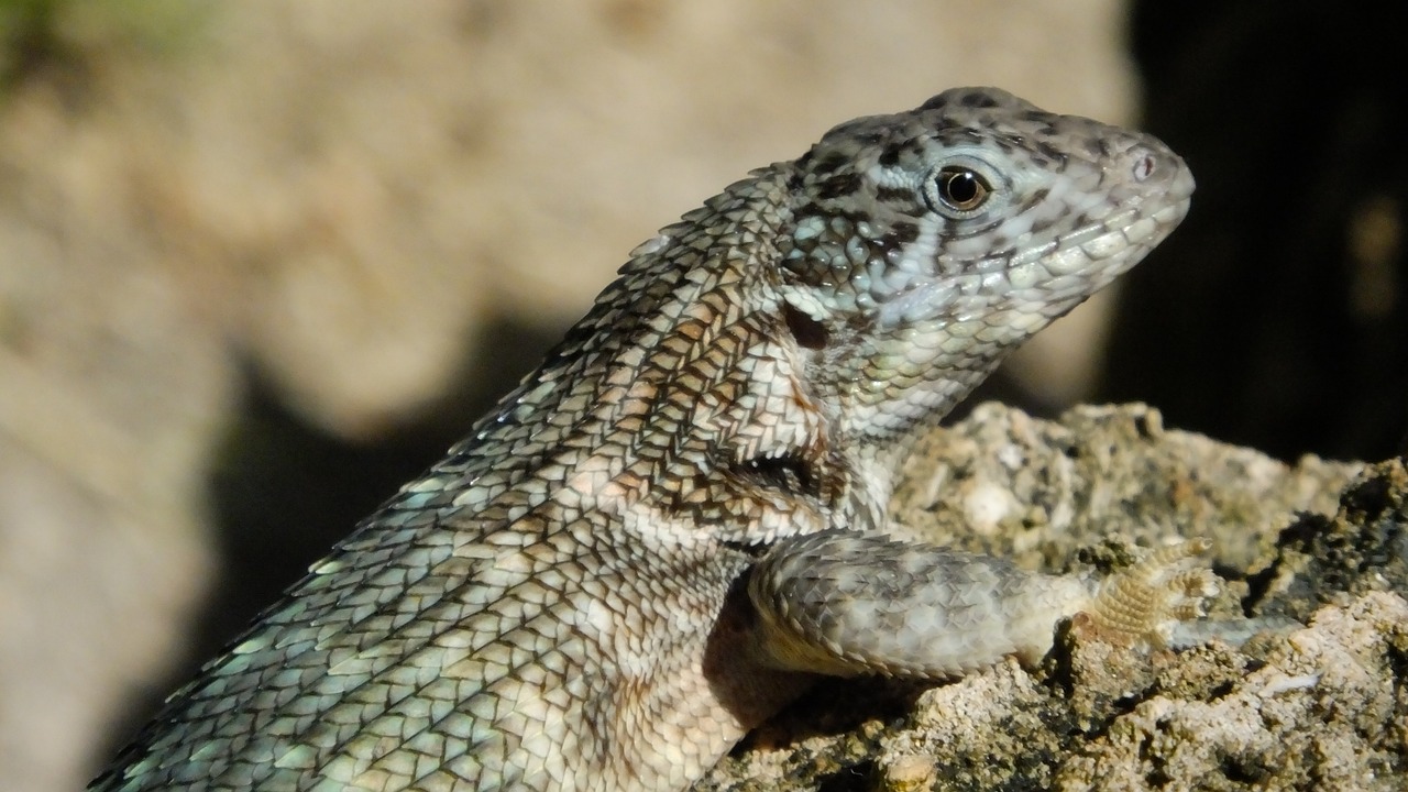 lizard nature reptile free photo