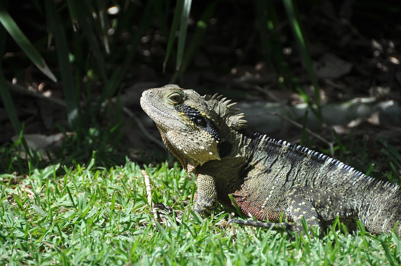 lizard reptile creature free photo