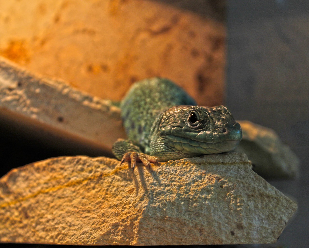 lizard reptile zoo free photo