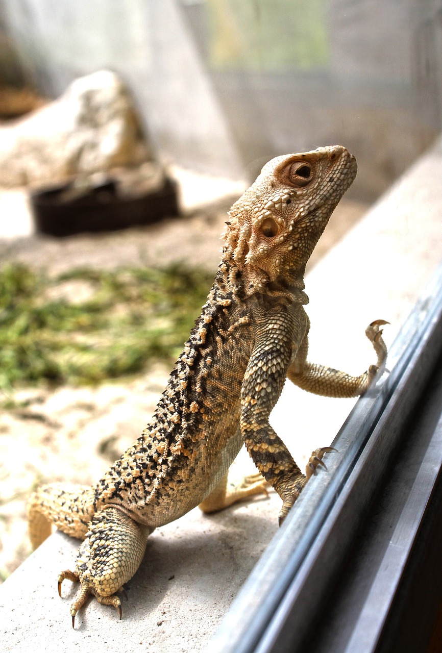 lizard reptile zoo free photo