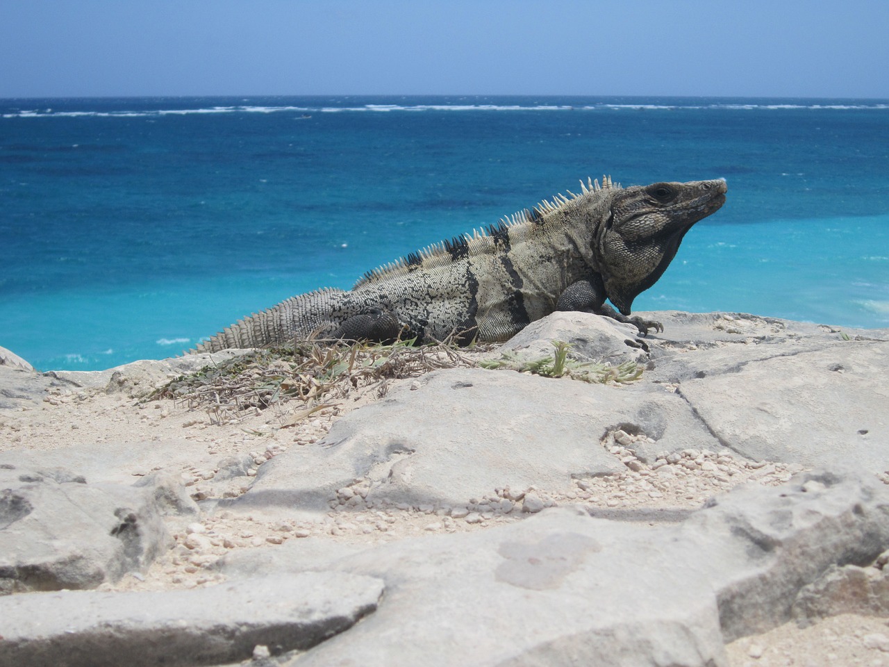 lizard iguana tulum free photo